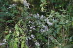 Common blue wood aster